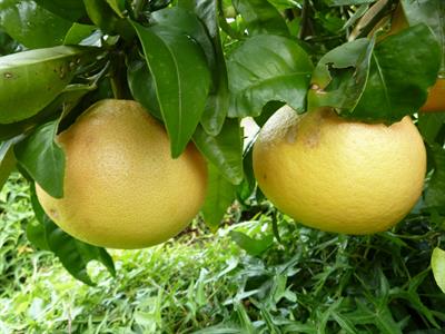 Citrus maxima